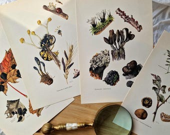 Vintage 1960s Mushroom Set of 4 Prints, Cordyceps Xylariaceae Fungi, Original Mycology Botanical Gallery Wall Art, French Natural History