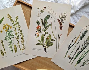 Vintage 1960s Botanical Set of 3 Prints, Plant Rust & Smut Fungi, Original Botany Wall Art, Natural History Plant Illustrations, mushroom