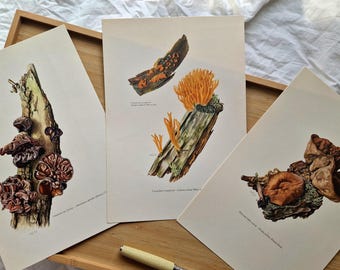 Vintage 1960s Mushroom Set of 3 Prints, Wood Ear Jelly Fungus, Original Mycology Botanical Gallery Wall Art, Natural History