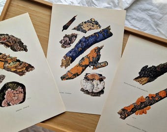 Vintage 1960s Mushroom Prints Set of 3, Original Fungi Botanical Art, Woodland Mushroom, Natural History Gallery Wall, Stereum, Corticiaceae
