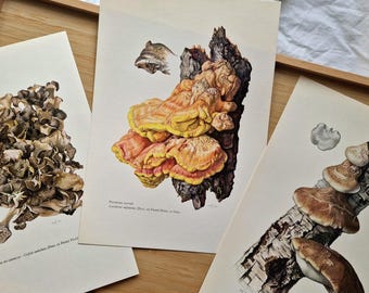 Vintage 1960s Mushroom Prints Set of 3, Chicken of the Woods, Birch Umbrella  Polypore, Original Mycology Fungi Botanical Gallery Wall Art