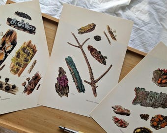 Vintage 1960s Mushroom Set of 3 Prints, Dasyscyphus Helotiaceae Fungi, Original Mycology Botanical Gallery Wall Art, French Natural History