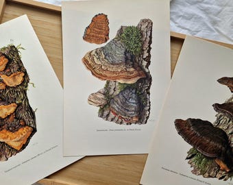 Vintage 1960s Mushroom Prints Set of 3, Polypore Fungi, Original Botanical Gallery Wall Art, Fomes fomentarius, Ischnoderma resinosum