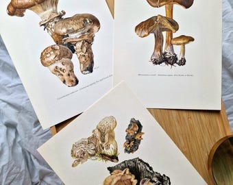 Vintage 1960s Mushroom Set of 3 Prints, Melanoleuca Catathelasma Panellus Fungi, Original Mycology Botanical Gallery Wall, Natural History