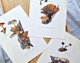 Vintage 1960s Mushroom Prints Set of 3, Original Botanical Fungi Mycology Natural History Gallery Wall Art, Woodland Forest Cottagecore