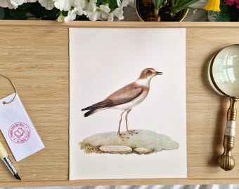 Lámina vintage de chorlito chico (Charadrius dubius), litografía de aves de la década de 1970, Larousse Wall Art, decoración de historia natural y ornitología.