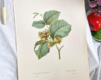 Large Antique Redouté Hazelnut Botanical Print, Corylus Maxima, 1956 Vintage Nut Illustration Collotype Lithograph, A3 Forest Trees Wall Art