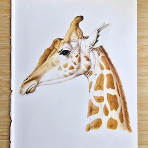 1970s Giraffe Print Giraffa camelopardalis – Vintage Animal Illustration, Larousse Natural History Wall Art, Nicolas Huet African Safari Art