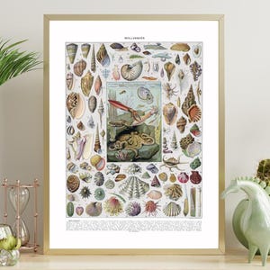 Antique Mollusks Poster, Digital Download, French Larousse 1920s Sea Shells Nautilus Octopus Chart, Vintage Ocean Wall Art Printable