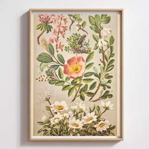 Impression botanique de roses des Alpes des années 40 - Lithographie de fleurs Daphne & Dryas - Décoration flore des montagnes suisses, Art mural fleurs sauvages roses