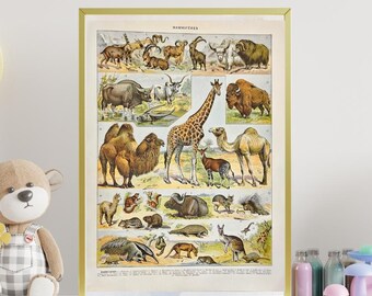 洋書 CLASSIC NATURAL HISTORY PRINTS MAMMALS 洋書 CLASSIC NATURAL HISTORY PRINTS MAMMALS Vintage Classic