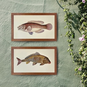 ヴィンテージ魚のプリント2枚セット - ピーコックラスとコイ、1970年ラルースアトラスプレート、オリジナルの自然史アート、本物の壁装飾
