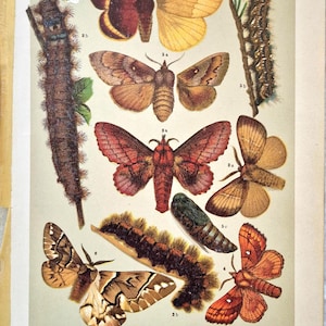 Grabado antiguo de mariposas de 1911: litografía de polillas de lapa y de huevo, arte mural vintage de insectos, ilustración de historia natural, grabado artístico de entomología.
