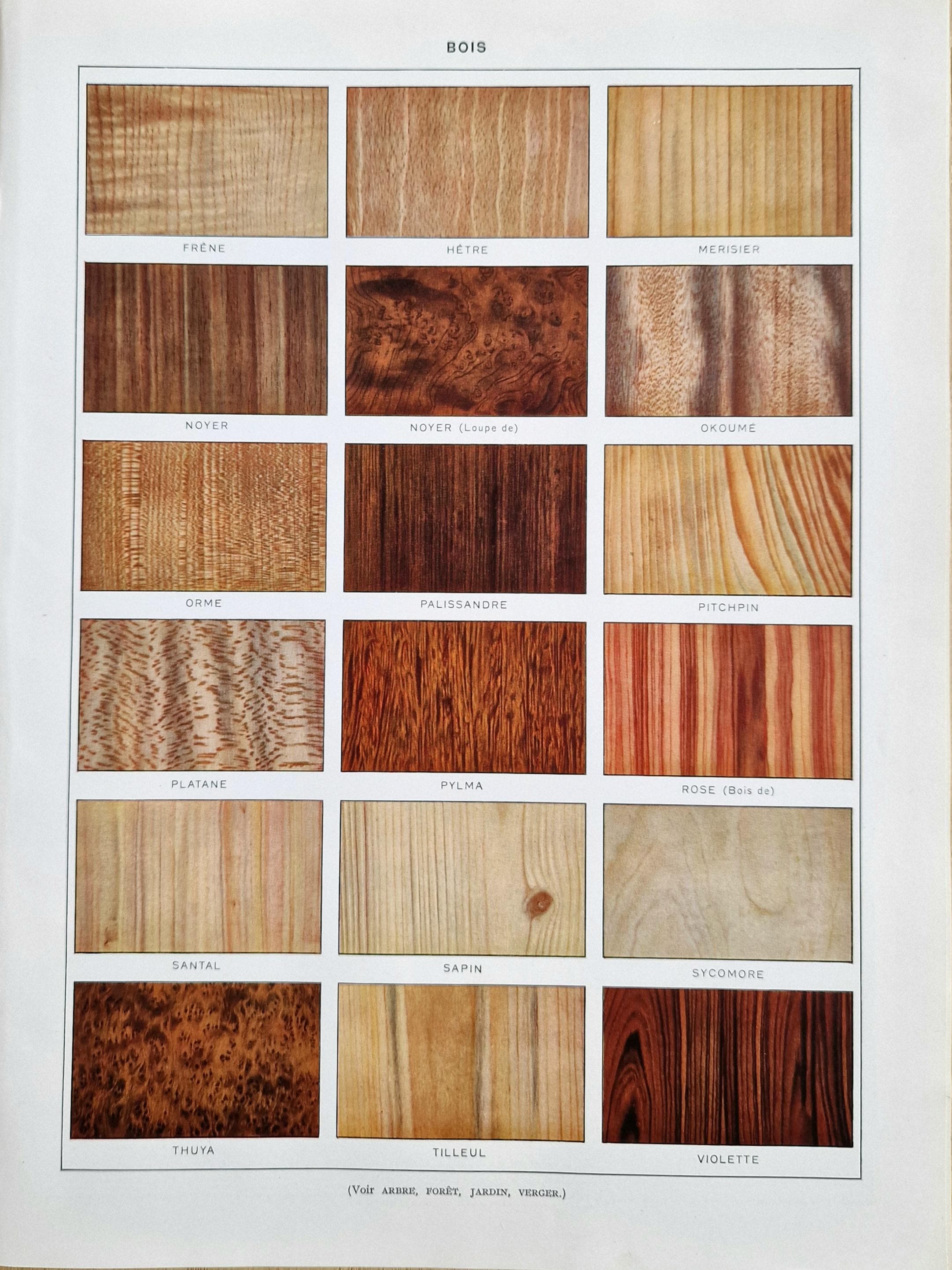 1920s Larousse Wood Species Print - Antique Timber Grain Types Chart, Vintage Wood & Furniture Material Lithograph, Interior Design Wall Art
