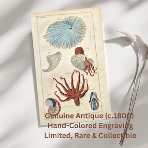 Antieke gravure van octopus en zeedieren, handgekleurde mariene print uit de 19e eeuw, nautische kunst aan de muur, vintage natuurhistorisch bord oceaan