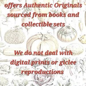 ExLibrisPoster shop message stating all artworks are authentic vintage originals sourced from books and collections.