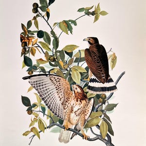 Könnte beinhalten: Ein Vintage-Botanischer Druck mit zwei Rotbussarden auf einem Ast mit grünen Blättern und kleinen braunen Früchten. Ein Habicht hat seine Flügel ausgebreitet und zeigt ein geflecktes Muster. Der Druck enthält den Text "Broad-winged Hawk".