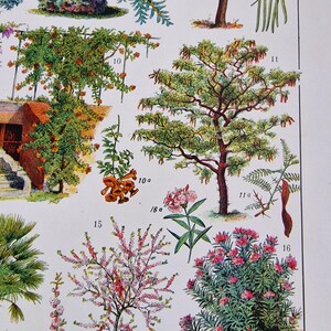 Detailed view of Adolphe Millot garden trees print featuring wisteria, rhododendron and ornamental shrubs