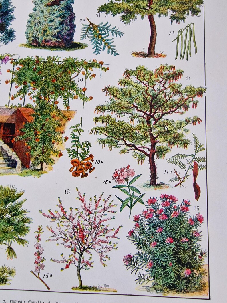 Detailed view of Adolphe Millot garden trees print featuring wisteria, rhododendron and ornamental shrubs