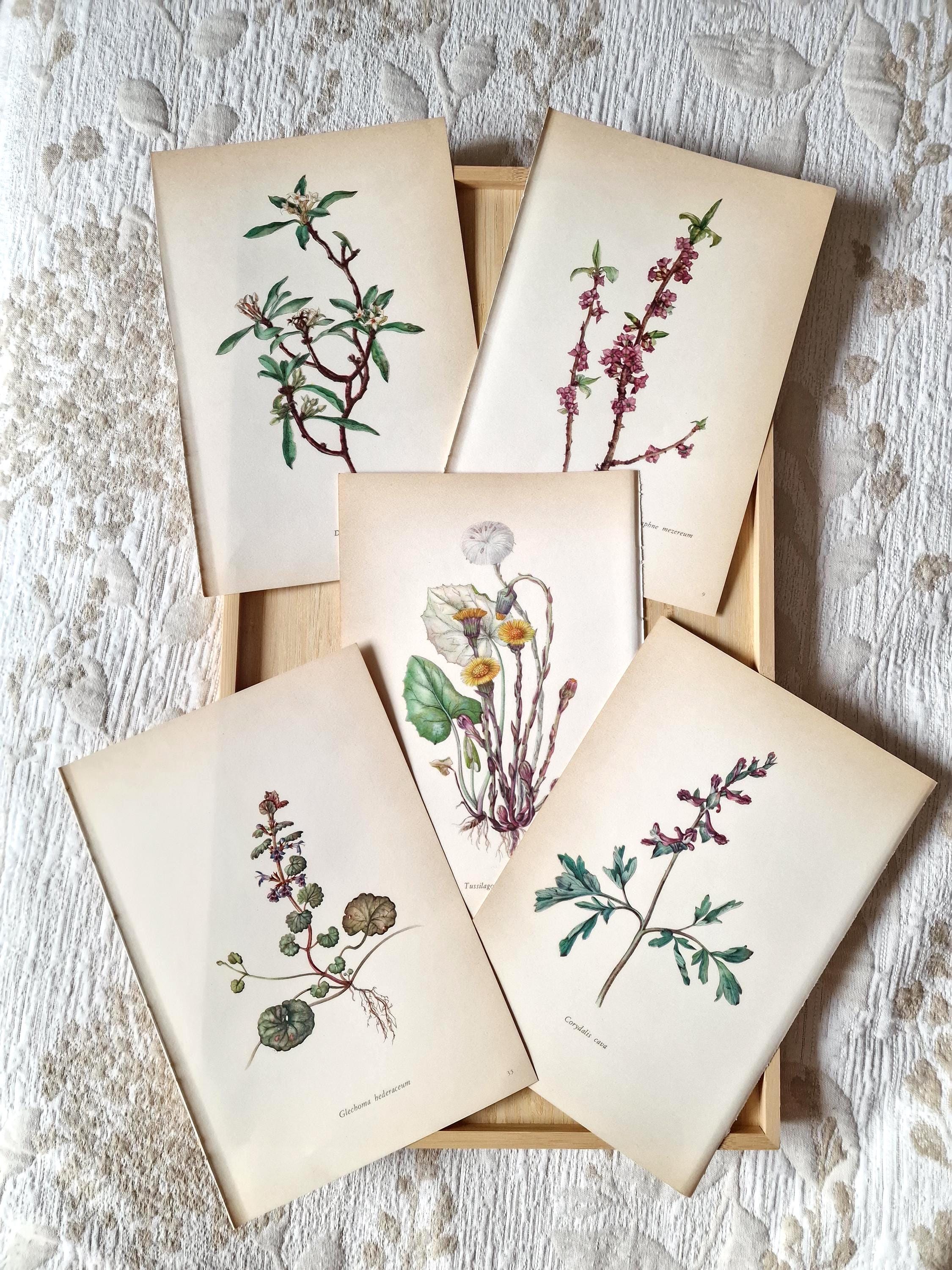 325①1980年ドイツElsa Flesko植物図鑑植物画　ジャンクジャーナル Set of 5 Vintage Botanical Prints – 1970s Elsa Felsko Flower Wall