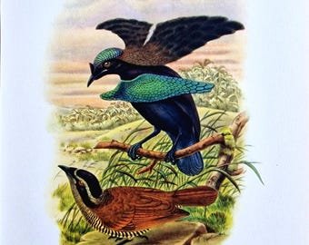May include: A vintage illustration of two birds of paradise. The top bird has a black head, brown wings, and a turquoise chest. The bottom bird is brown with a black and white striped chest. The birds are perched on a branch with a grassy background.
