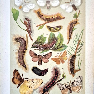 Grabado antiguo de polillas de 1911: litografía de polillas de tussock y eggar, arte mural vintage de mariposas, ilustración de historia natural, grabado artístico de entomología