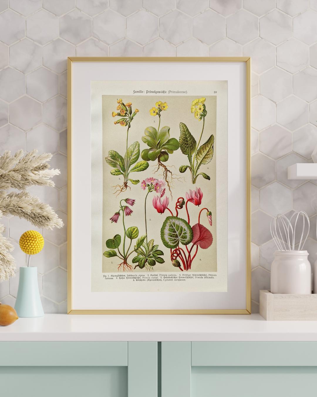 Antique Primrose Botanical Print – 1911 German Lithograph, Alpine