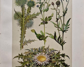 Antique Thistle & Carlina Acaulis Print – 1911 German Botanical Lithograph, Vintage Alpine Flower Wall Art, Original Compositae Illustration