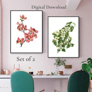 Juego de 2 láminas de flores de cornejo, arte mural botánico imprimible de Cornus de Florida, ilustración vintage de cornejo, descarga digital floral