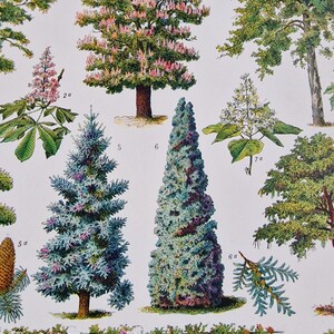 Detailed view of Adolphe Millot garden trees print featuring wisteria, rhododendron and ornamental shrubs