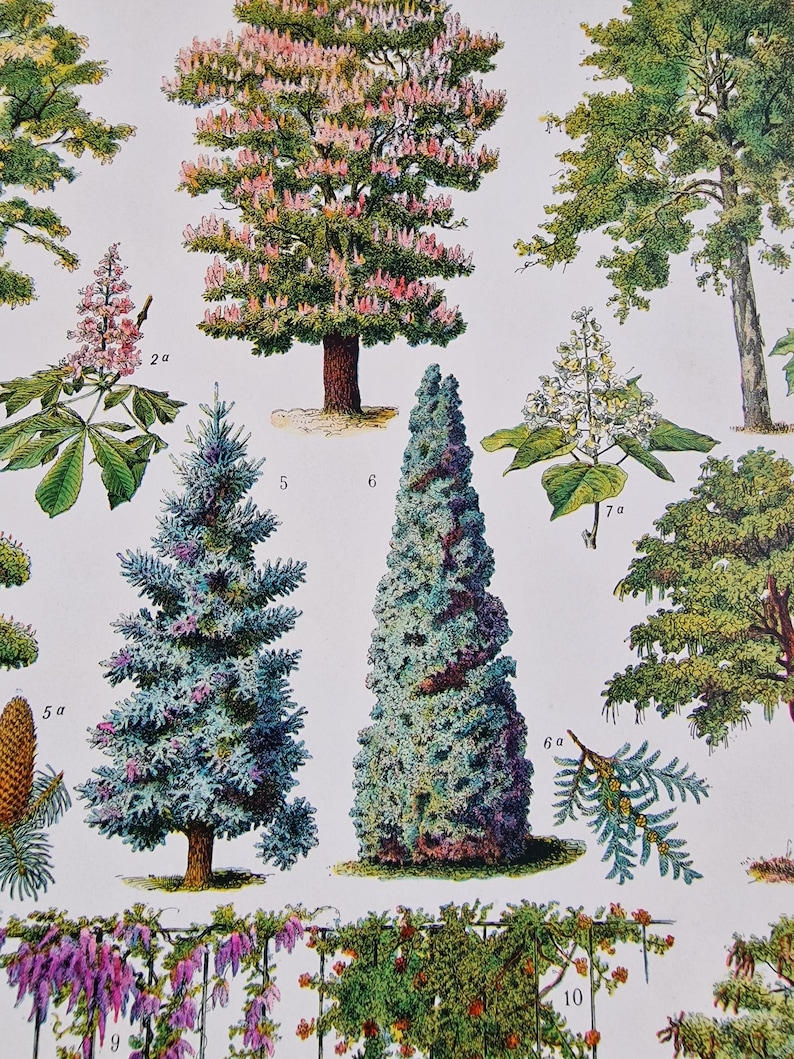 Detailed view of Adolphe Millot garden trees print featuring wisteria, rhododendron and ornamental shrubs