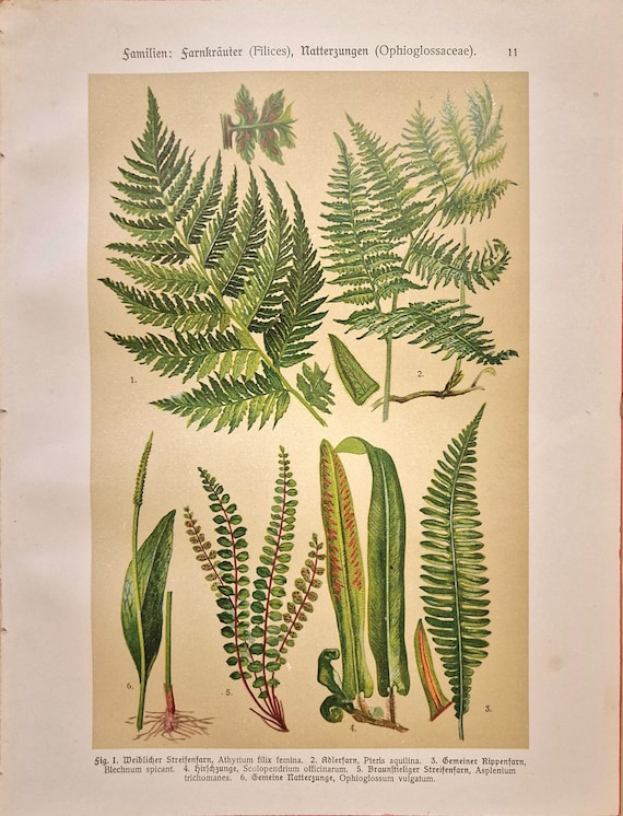 1911 Antique Fern Print  Original German Botanical Plate, Vintage  Chromolithograph, Adder's-tongue & Ferns, Rustic Cottage Wall Art - Etsy  Australia