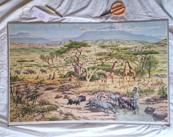 Gráfico escolar alemán vintage: fauna de la sabana africana: cebras, jirafas, elefantes. Póster para el aula "Te Neues", años 50. Arte mural grande.