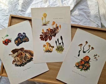 Vintage 1960s Mushroom Set of 3 Prints, Cup Fungi Earth Tongue Caloscypha, Original Mycology Botanical Gallery Wall Art, Natural History