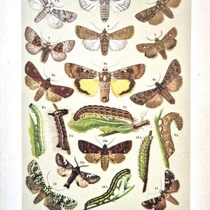 Antique Moth Print 1911 – Noctuidae Moths & Caterpillars Lithograph, Butterfly Wall Art, Natural History Illustration, Entomology Art Print