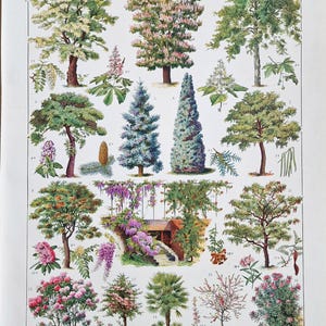 Larousse 1920s ornamental trees lithograph featuring chestnut, cedar, wisteria and flowering shrubs