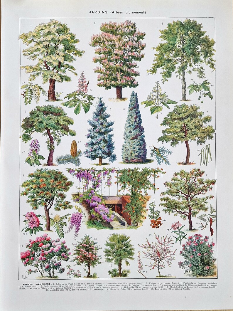 Larousse 1920s ornamental trees lithograph featuring chestnut, cedar, wisteria and flowering shrubs
