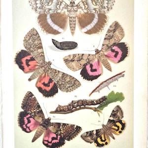 Antique Moth Print 1911 – Underwing Moths & Caterpillars Lithograph, Insect Wall Art, Vintage Butterfly Illustration, Entomology Art Print