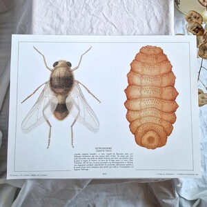 May include: An antique print featuring detailed illustrations of a Hypoderma fly and its larva. The fly is brown with transparent wings, while the larva is a segmented, tan color. Text in French describes the insect's characteristics.