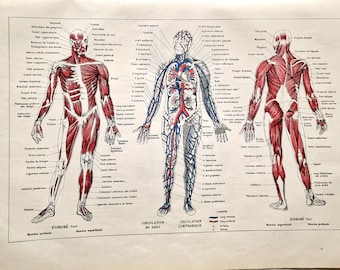 Grabado francés original de anatomía humana de 1922, ilustración médica antigua de los sistemas muscular y circulatorio, cuadro de Larousse científico.