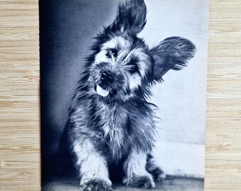 Impresión de un Skye Terrier de 1935 – Edición francesa de Ylla, fotograbado vintage de un Skye Terrier, arte mural antiguo de cachorro en blanco y negro, retrato de mascota