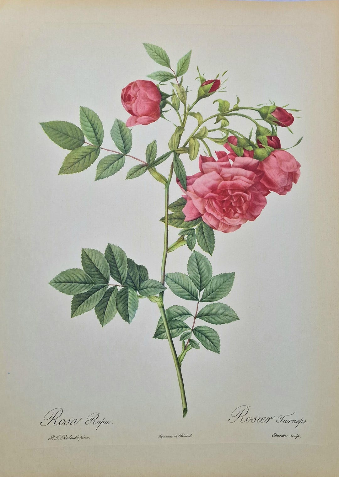 Pierre-joseph Redouté Rose – Rosa Rapa (rosier Turneps), Antique