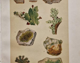 May include: A vintage botanical illustration of various lichens, showcasing diverse shapes and textures. The page features detailed drawings of different lichen species, with labels and scientific names. The color palette includes greens, browns, and yellows.