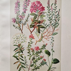 May include: Botanical illustration of various plants, including Wintergreen, Sumpfporst, and Heidekraut. The image features detailed drawings of flowers and foliage in shades of pink, red, green, and white, with scientific names listed below.