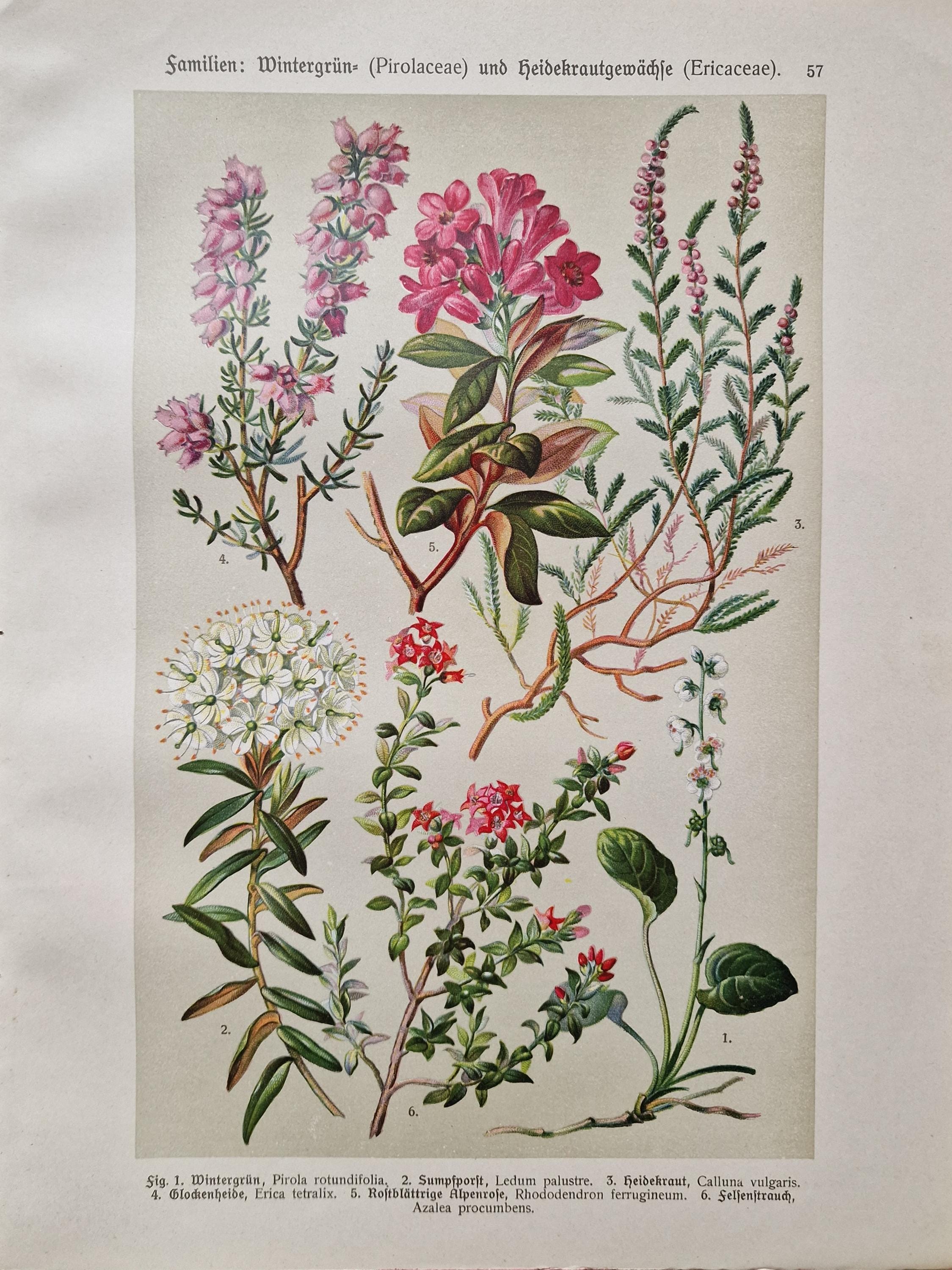 Ericaceae - Etsy