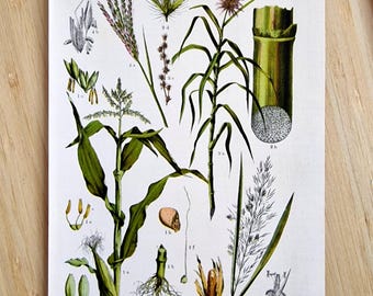 Grabado botánico antiguo de 1912: ilustración litografía original de maíz, caña de azúcar y juncos, arte mural botánico europeo vintage.