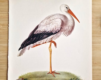 3羽のコウノトリ 水彩画風 アート 1969年 コウノトリのイラスト 水鳥用ウェーダー。ヴィンテージ鳥類学壁