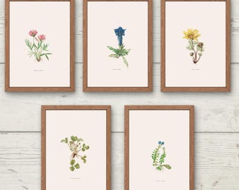 Juego de 5 láminas botánicas alpinas, descarga digital, genciana alpina y flores silvestres, Gentiana acaulis, Adonis vernalis, arte mural floral vintage