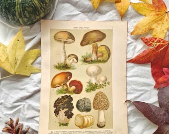 Puede incluir: Una ilustración botánica antigua de varios hongos, con dibujos detallados en tonos marrones, naranjas y blancos. La ilustración está rodeada de hojas de otoño, una calabaza verde y una piña, creando un tema otoñal.