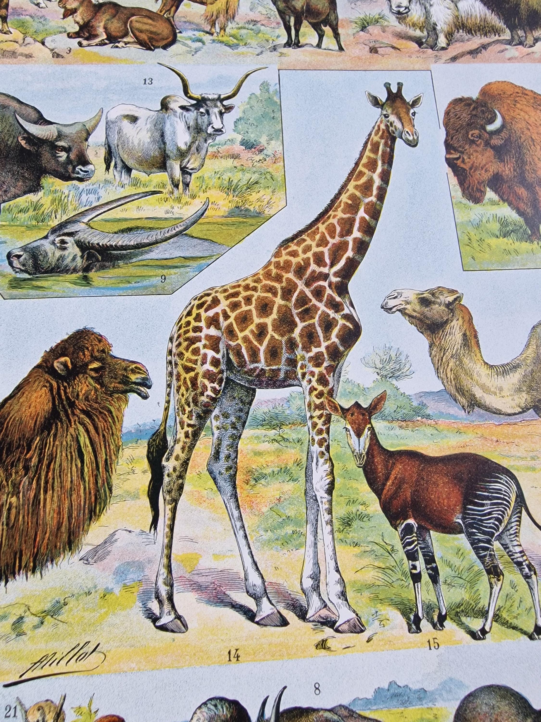 1920s French Mammals Print, Adolphe Millot Zoological Lithograph
